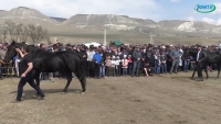 В Малокарачаевском районе выбрали лучшего коня карачаевской породы.